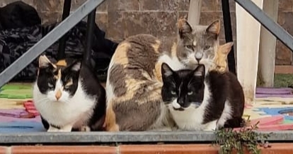 Asociación Catllejeros Parla - ¿Qué hacemos?
Nos dedicamos a ayudar animales abandonados y alimentar gatos callejeros.
¿A qué desti... | Recaudación de fondos en Coral