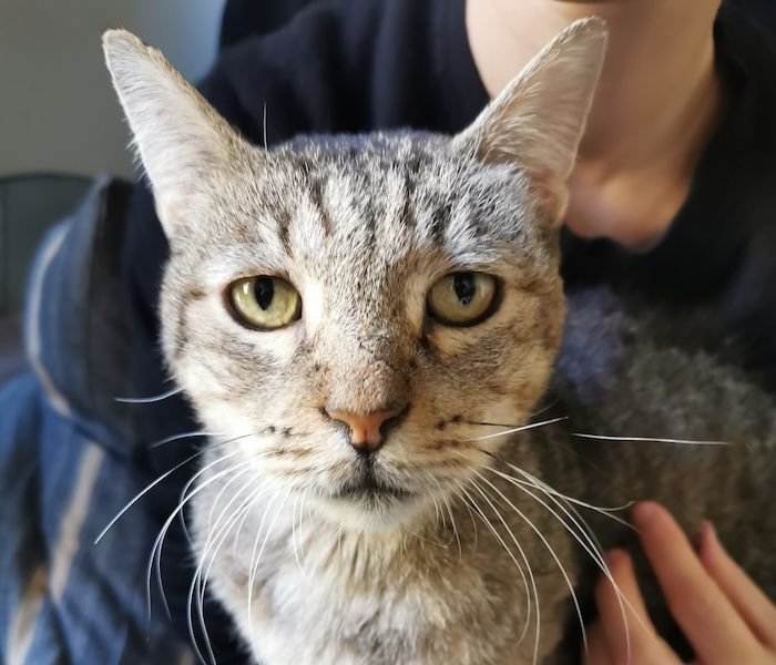 Calma Felina - ¿Qué hacemos?
Calma Felina somos un pequeño grupo de personas amantes de los animales y locas por lo... | Recaudación de fondos en Coral