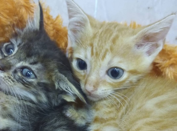 Catloversrubi - ¿Qué hacemos?
Recaudar fondos para catloversrubi, una asociación que gestiona a muchos gatos y que l... | Recaudación de fondos en Coral