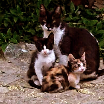 Quatre Gats Albocàsser - ¿Qué hacemos?
Cuidamos de los gatos comunitarios de nuestro pueblo, Albocàsser.
¿A qué destinamos la... | Recaudación de fondos en Coral