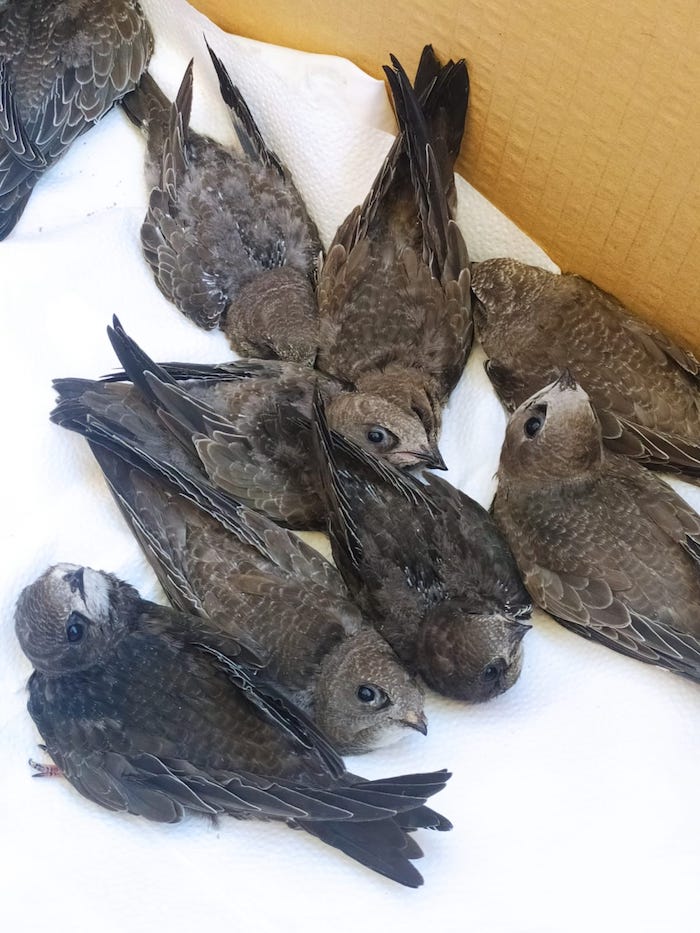 SOS Vencejos - ¿Qué hacemos?
Somos una asociación para la conservación de la avifauna: divulgación, protección de c... | Recaudación de fondos en Coral