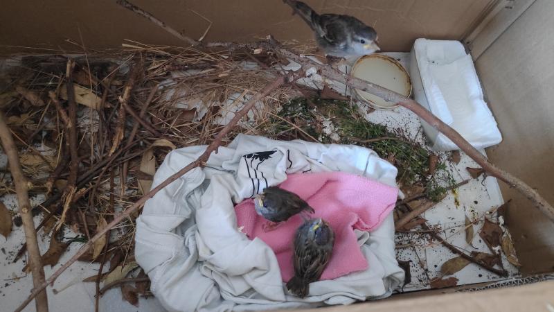 Sparrow's Sanctuary - ¿Qué hacemos?
Nos dedicamos al rescate de aves en peligro en Almería.
¿A qué destinamos la recaudaci... | Recaudación de fondos en Coral
