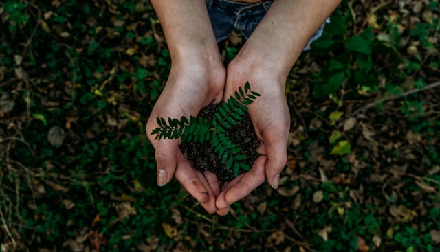 Proyecto de conservación y sostenibilidad medioambiental. Imagen de Unsplash.